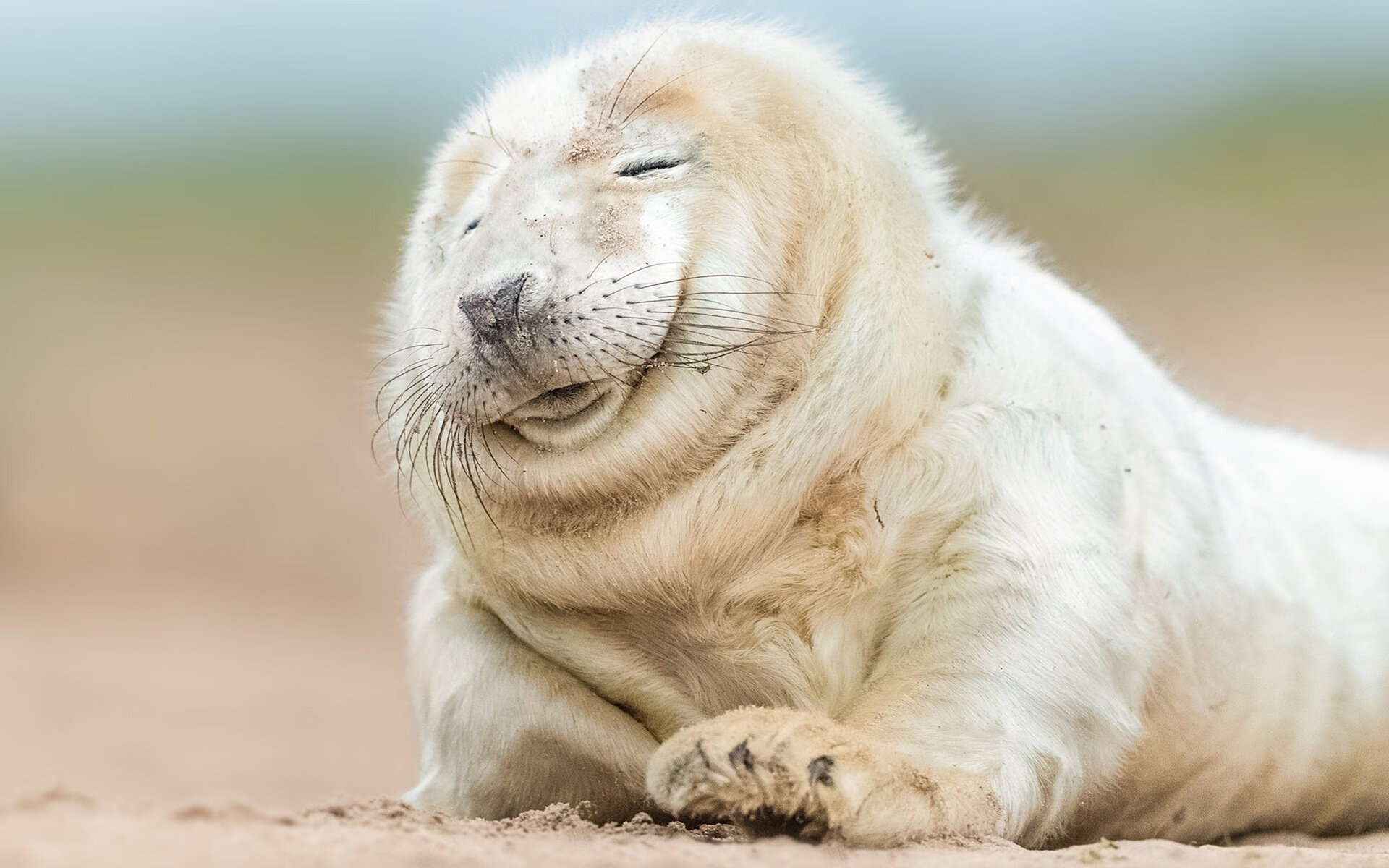 开云竞猜官网-_奇才队战术多变，连续取胜_，奇才队的比赛